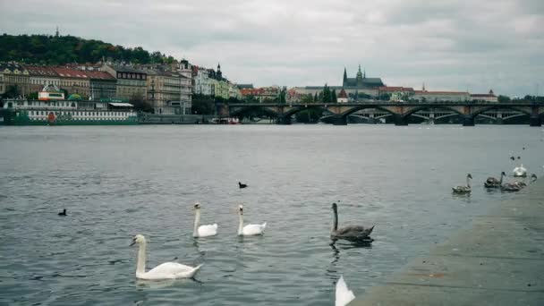 Prague, République tchèque - OCTOBRE 2017 : Cygnes blancs au pont, rivière Vltava. panorama de la vieille ville, cygne, canard, République tchèque. Cygnes au pont, Prague, République tchèque . — Video