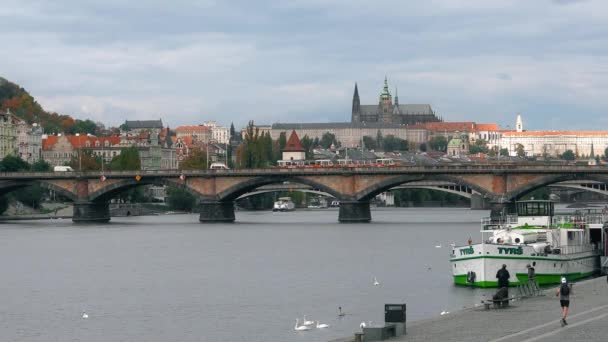 Praga, República Checa - OUTUBRO, 2017: Cisnes brancos na ponte, rio Vltava. cidade velha panorama, cisne, pato, República Checa. Swans at bridge, Praga, República Checa . — Vídeo de Stock