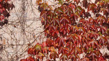 Üzüm duvar arka planı kırmızı ve sarı sonbahar yaprakları
