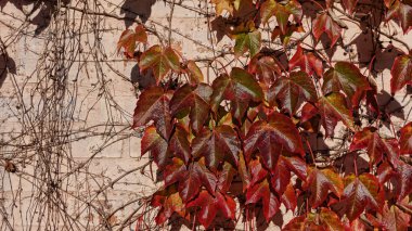 Üzüm duvar arka planı kırmızı ve sarı sonbahar yaprakları