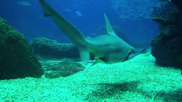 Captura submarina de acercarse a Tiburón Arrecife Gris, ambiente de arrecife de coral . — Vídeo de stock