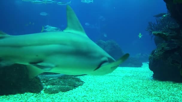 Unterwasserwelt eines Korallenriffs. Haie, Rochen und andere Fische. großes Aquarium. — Stockvideo