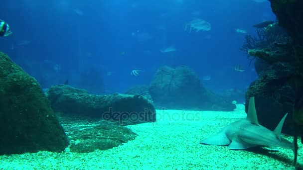 Podvodní život korálového útesu. Žraloků, rejnoků a dalších ryb. Velké akvárium. — Stock video