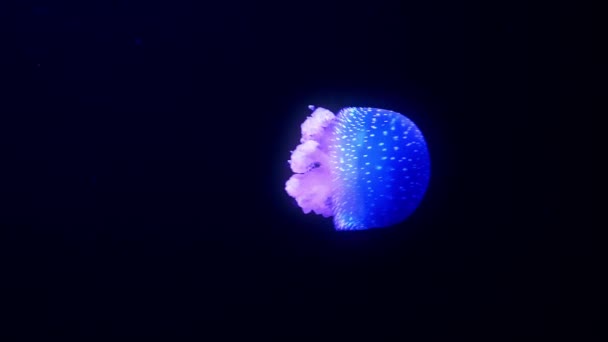 Medusas azules brillantes moviéndose en el agua azul oscuro . — Vídeos de Stock
