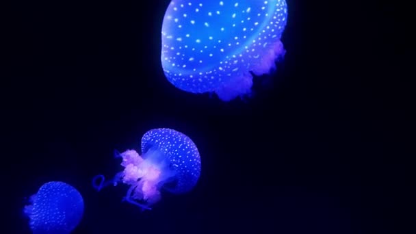 Medusas azules brillantes moviéndose en el agua azul oscuro . — Vídeo de stock