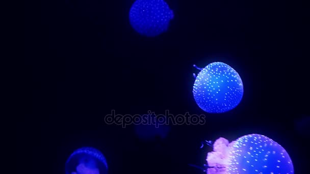 Medusas azules brillantes moviéndose en el agua azul oscuro . — Vídeos de Stock