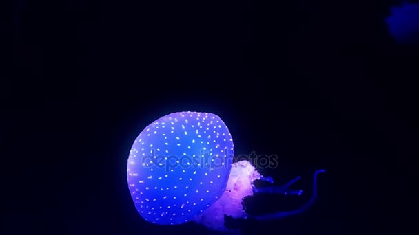 Blue glowing jellyfish moving in the dark blue water. — Stock Video