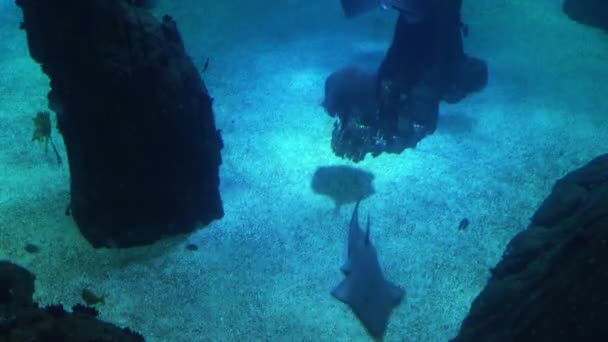 Vida submarina de un arrecife de coral. Tiburones, rayas y otros peces. Acuario grande . — Vídeo de stock