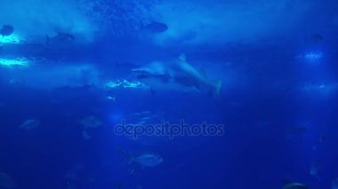 Bir mercan sualtı hayatı. Köpekbalıkları, ışınları ve diğer balık. Büyük akvaryum.