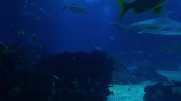Υποβρύχια ζωή ενός κοραλλιογενούς υφάλου. Καρχαρίες, ακτίνες και άλλα ψάρια. Μεγάλο ενυδρείο. — Αρχείο Βίντεο