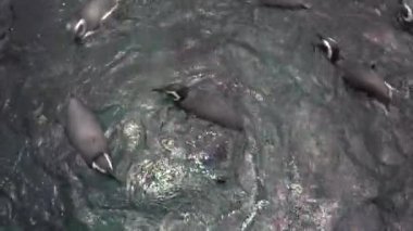 Macellan pengueni. Macellan pengueni deniz kıyısından nerede onun en sevdiği yemek kaynak geçişleri izleyen yaşıyor: hamsi.