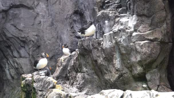 Atlantic Puffins. The Atlantic puffin has been hunted by man for several years and is strongly affected by oil spills. — Stock Video