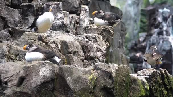 Atlantik Puffins. Atlantik mesajlaştığı adam tarafından birkaç yıldır avlanan ve kuvvetle petrol sızıntısı tarafından etkilenir. — Stok video