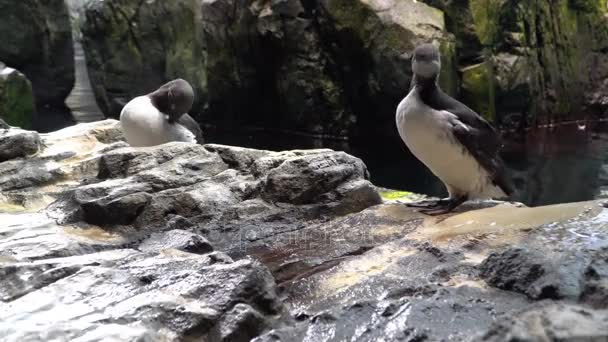 Murre comune. Il murre comune trascorre la maggior parte dell'anno in mare. In estate, nella stagione riproduttiva, migliaia di questi murales si dirigono verso le scogliere, dove ogni coppia depone un singolo uovo. . — Video Stock