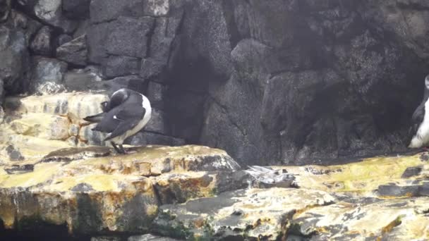 Um Murre comum. O murro comum passa a maior parte do ano no mar. No verão, na época de reprodução, milhares desses murros dirigem-se aos penhascos, onde cada par põe um único ovo. . — Vídeo de Stock