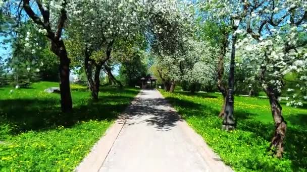 Caminhando Jardim Florescente Maçã Vpo — Vídeo de Stock