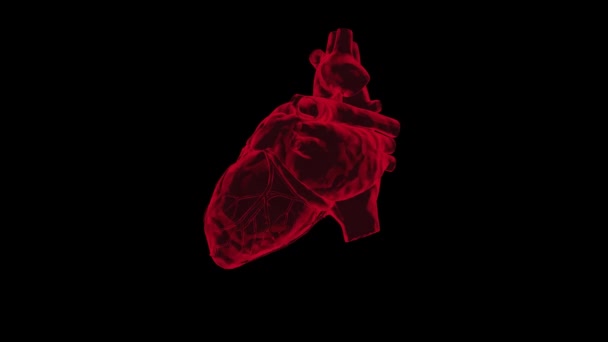 Избиение человеческого сердца бесшовной петлей альфа-канала . — стоковое видео