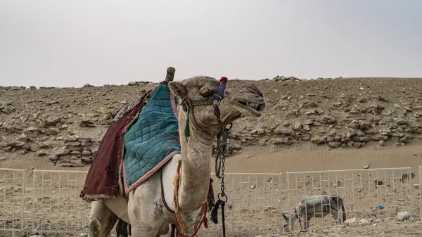 Camel Pyramid Djoser Djeser Zoser Step Pyramid Archaeological Remain Saqqara — Stock Photo, Image