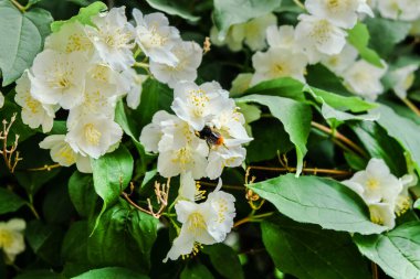 Beyaz çiçeklerdeki arılar