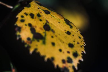 Sarı sonbahar yaprağının makro çekimi