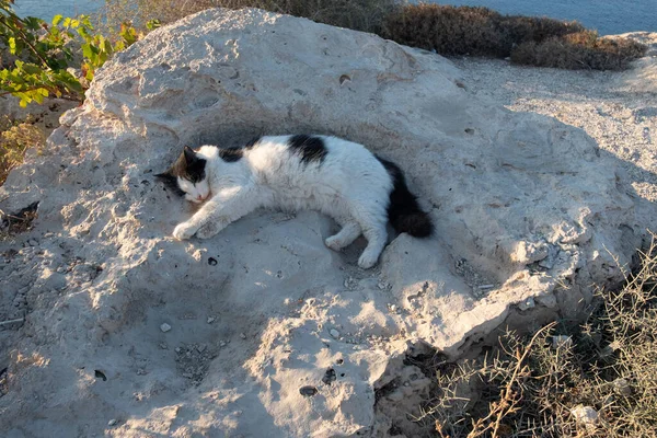 Chat dort dans l'approfondissement sur la roche — Photo