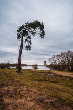 Baharın erken saatlerinde gölün kıyısındaki ağaç.