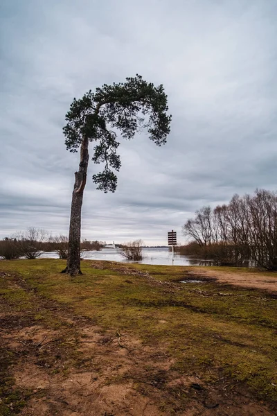Baharın erken saatlerinde gölün kıyısındaki ağaç.