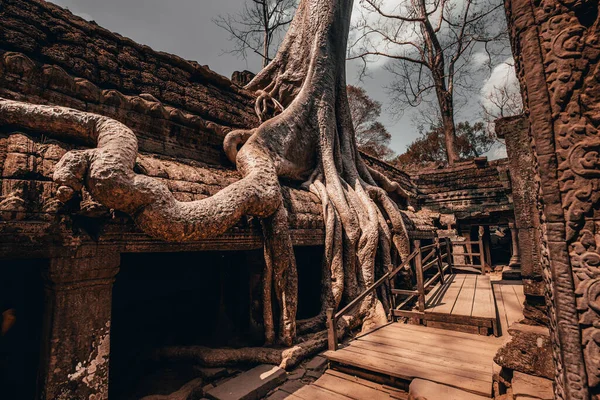 Angkor Wat gün batımında, Siem Reap Eyaleti, Kamboçya