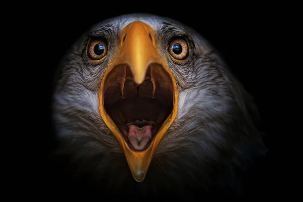 Águia Careca Haliaeetus Leucocephalus Detalhe Cabeça Deste Predador — Fotografia de Stock