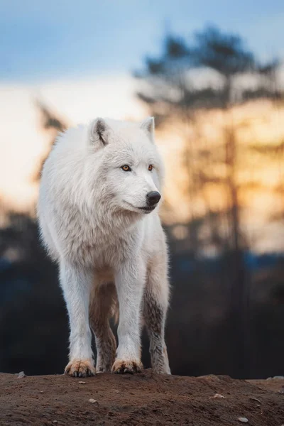 Kuzey Kutbu Kurdu (Canis lupus tundrarum) ormandaki güzel hayvan