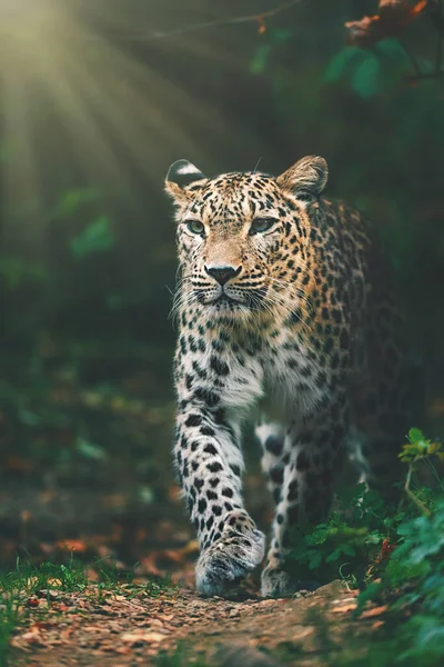 Leopardo Persa Panthera Pardus Saxicolor Magnífico Animal Del Que Procede — Foto de Stock