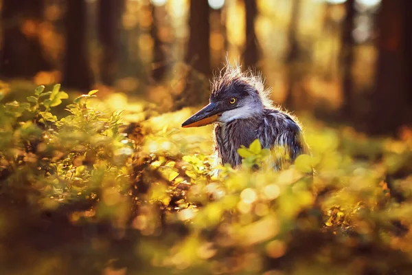 Gri balıkçıl (Ardea cinerea) yuvadan düşmüş bir ormanda genç balıkçıl.