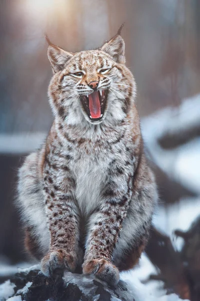 Kışın Avrupa vaşağı (Lynx)