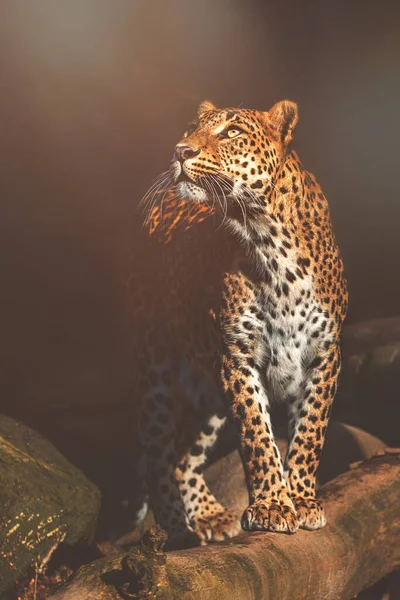 Seylan leoparı (Panthera pardus kotiya) detaylı portre