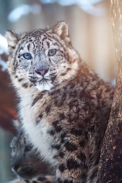 Kar leoparı (Panthera uncia) detaylı portresi