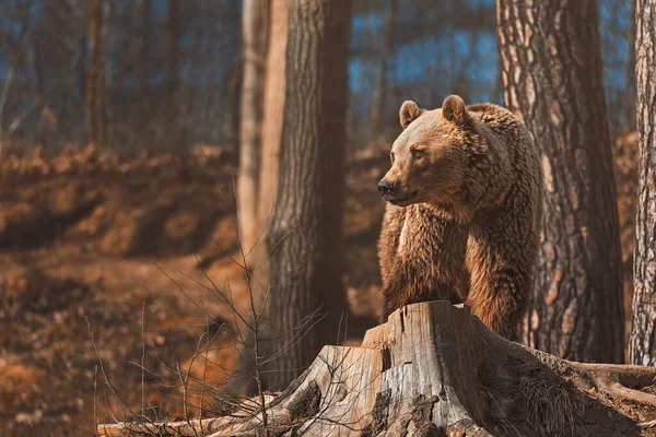Vahşi erkek kahverengi ayı ursus arctos ormanda hareket halinde. Arka planda bulanık orman 