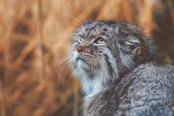 Pallas 'ın kedisi (Otocolobus manul) portre kedisi