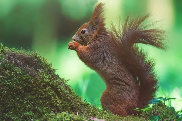 Kırmızı Sincap (Sciurus vulgaris) detaylı portresi