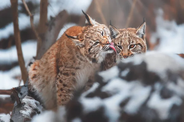 Ryś Europejski Lynx Lynx Zimą — Zdjęcie stockowe