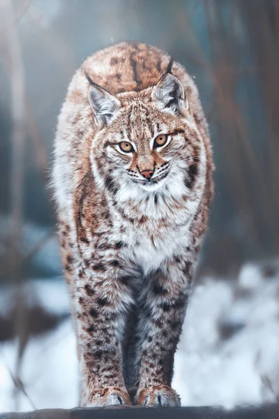 Kışın Avrupa vaşağı (Lynx vaşak)