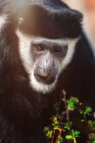 Mantled guereza (Colobus guereza) detaylı portresi