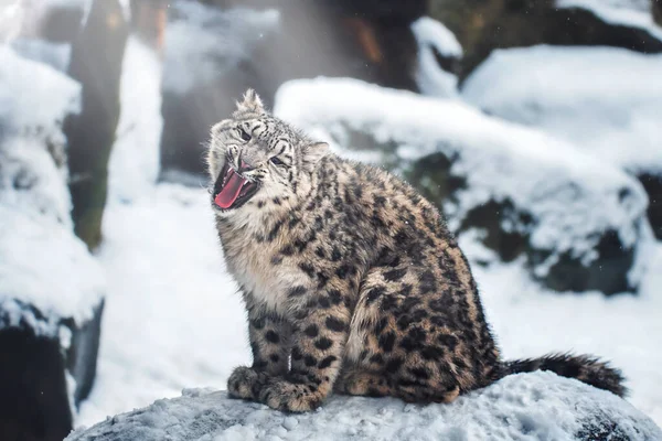 Kar leoparı (Panthera uncia) detaylı portresi