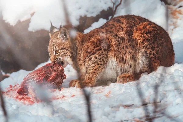 Kışın Avrupa vaşağı (Lynx vaşak)
