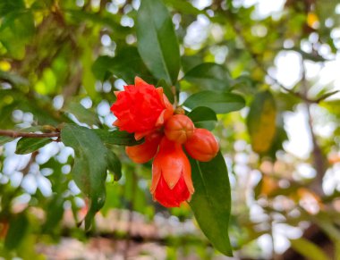 Nar açan güzel kırmızı çiçekler..