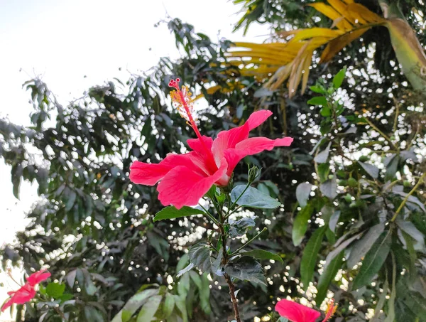 Czerwony Kwiat Hibiskusa Zachodzie Słońca — Zdjęcie stockowe