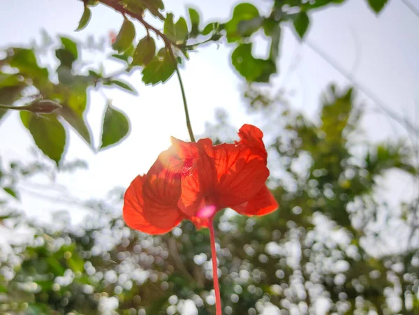 日落时红芙蓉花 — 图库照片