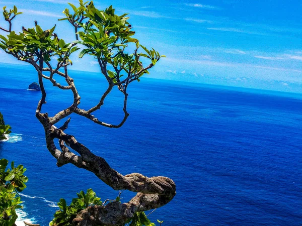 Нуса Пеніда Балі Індонезія Manta Bay Або Kelingking Beach Острові — стокове фото