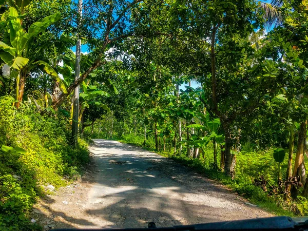ヌサペニダ島のジャングルを抜ける道 インドネシア 新鮮な黄色の丘といくつかのジャングルの間 ヌサペニダ島 インドネシア — ストック写真
