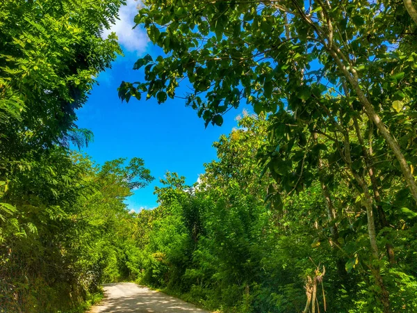 Straße Durch Den Dschungel Auf Der Insel Nusa Penida Indonesien — Stockfoto