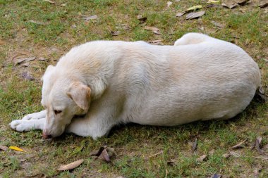 Kırmızı terk edilmiş evsiz sokak köpeği sokakta yatıyor. Patika üzerinde küçük üzgün terk edilmiş köpek. Yalnız evsiz sokak köpeği kentsel yol döşeme